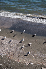 Fototapeta premium A group of seagulls (flock) rests on the seashore. The calm, cozy summer sea