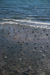 A group of seagulls (flock) rests on the seashore. The calm, cozy summer sea
