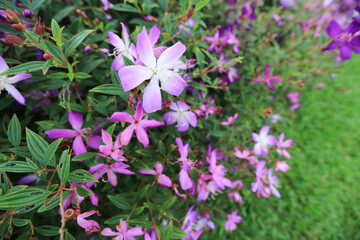 a Tibouchina urvilleana, Tibouchina semidecandra flowers of kerala