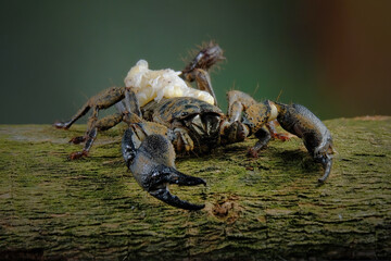 scorpion carrying a babys