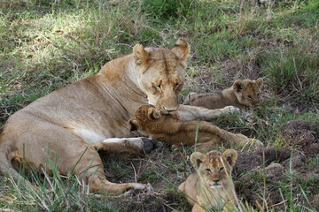 Cute moter-baby scene. Lioness and three baby lion cubs resting in the shade