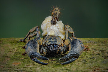 scorpion carrying a babys