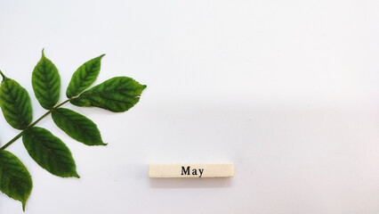 concept design with green leaves and May month in wood shape on white backgroud