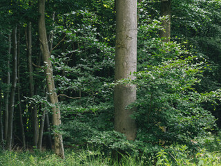 Marburg, Wald Details