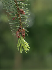 Marburg, Wald Details