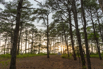 The Pine Tree Backcountry Campsite on Assateague Island, Maryland on a spring evening. A lone tent is seen as the sun sets. Part of the Assateague Island National Seashore..