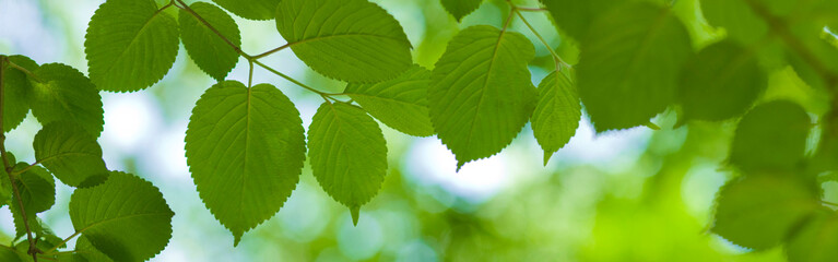 banner image of green leaves