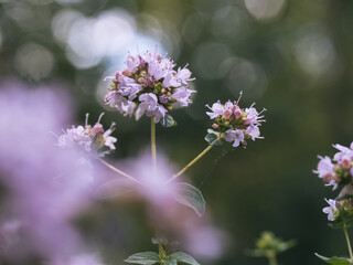 Blüten Katzenminze