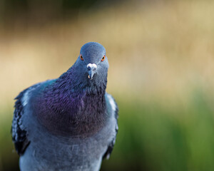 A bright colored pigeon looking forward with food on its beak.
