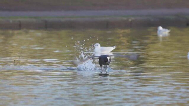 Close-up view of coots flying playfully on the water
