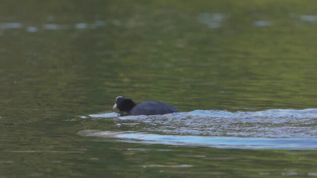 View of a coot swimming and flying in the pond