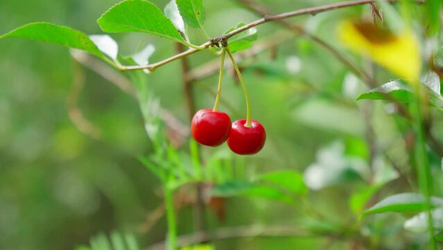 Ripe red cherries hanging on cherry tree branch with blurred background. Selective focus