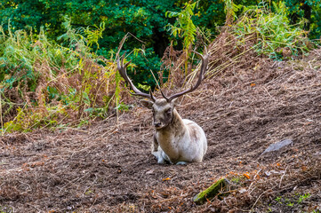 A view of a male deer resting in Bradgate Park, Leicestershire, UK, in Autumn