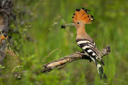 Eurasian hoopoe, upupa epops, sitting on branch in summer from side. Orange bird with crest holding insect in beak. Colorful feathered animal eating bug on glade.