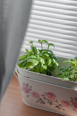 Two bushes of young basil in a metal oval cache-pot on the windowsill closeup.