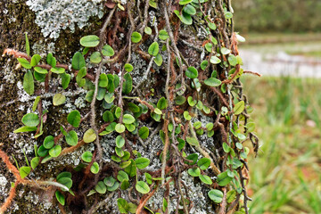 Vine ferns or snakeferns on tree trunk (Microgramma squamulosa)