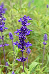 Lavander flowers (Lavandula angustifolia) on garden