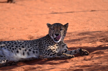 Cheetah cat kalahari desert savannah walking on sand Namibia Africa