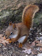An American red squirrel eating nuts