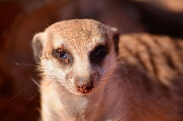 meerkat in Kalahari desert Namibia red sand Africa 