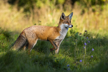 Red fox, vulpes vulpes, observing on green meadow in summer with sun in background. Orange predator standing on grassland in summertime. Alert mammal looking on field.