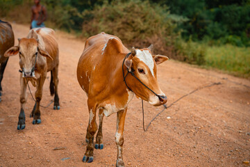 Cattle on Red Dirt Road, Kampong Cham Cambodia