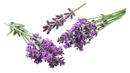 Lavender bundle (Lavandula spica) flowering herb, isolated png - obrazy, fototapety, plakaty