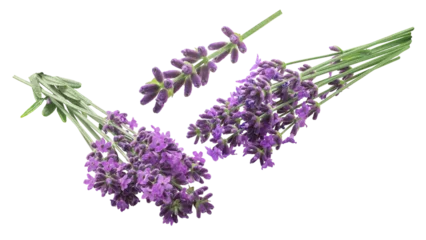 Fensteraufkleber Lavender bundle (Lavandula spica) flowering herb, isolated png © maxsol7