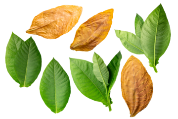 Dried fermented and fresh tobacco leaves (Nicotiana tabacum foliage) isolated png