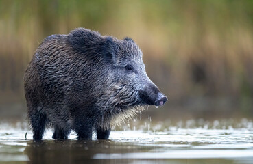 Wild boar close up ( Sus scrofa )