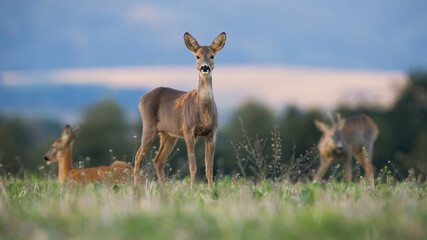 roe deer, capreolus capreolus, looking to the camera on meadow in autumn. Many hinds grazing on field in fall. Female mammal standing on pasture with others in background.