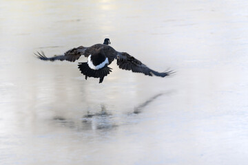 A Canada Goose flies over the frozen water at Otsiningo Park in Binghamton in Upstate NY.  The warm temps today form a light layer of fog over the pond this Late Autumn Day.