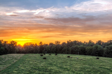 Cows in the Meadow at Sunset.  Black cows dispersed, grazing on the green grass.  