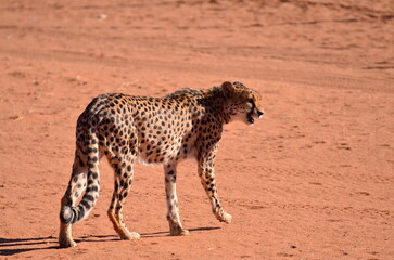 Obraz na płótnie Canvas Cheetah cat kalahari desert savannah walking on sand Namibia Africa