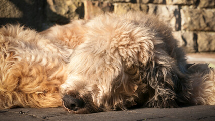 Perro peludo de color beige tumbado en patio de casa rural