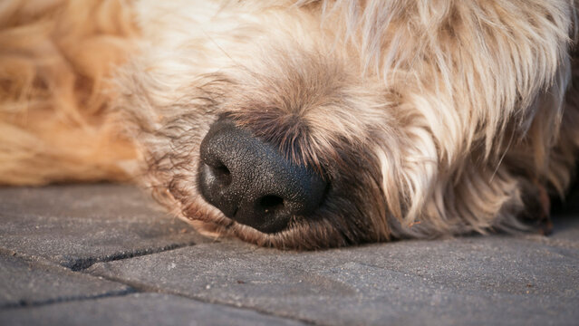 Hocico de perro peludo de color beige tumbado en patio de casa rural