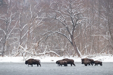 Many european bison, bison bonasus, walking through water in winter. Group of wild brown wisent...