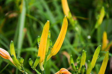 Obraz premium Hemerocallis fulva, Orange Daylily, The Orange day lily flower at sixty stone mountain, Fuli, Hualien, Taiwan