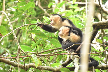 Monkeys on a tree