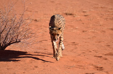 Cheetah cat savannah Acinonyx jubatus walking on sand Namibia Africa