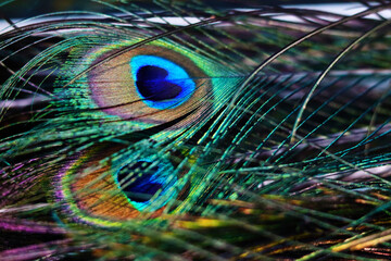Colorful peacock feathers create beautiful patterns of feathers. Pavo muticus, Pavo cristatus,green tone for designers backgrounds natural feather concept