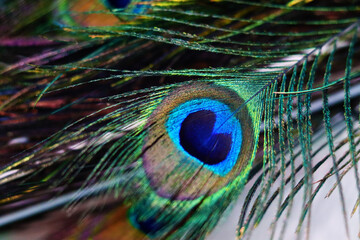 Colorful peacock feathers create beautiful patterns of feathers. Pavo muticus, Pavo cristatus,green...