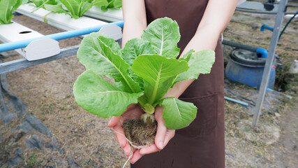 Fresh cos in the hands of a female gardener, organic vegetables.