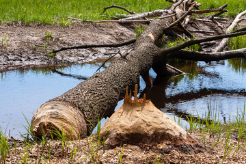 Bobry powaliły dąb