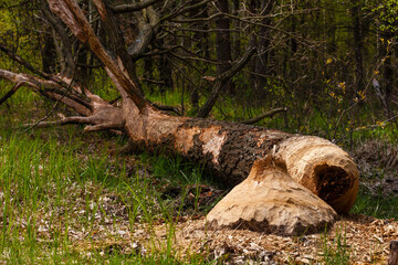 Fototapeta na wymiar Drzewo powalone przez bobry