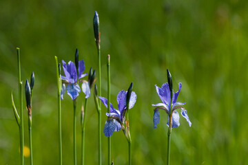 Kosaciec syberyjski niebieski kwiat - obrazy, fototapety, plakaty
