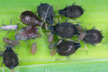 The black bean aphid (Aphis fabae) is a member of the order Hemiptera. Other common names include...