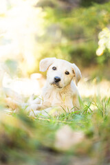 Golden Retriever Labrador Puppy eating trash litter by human sad