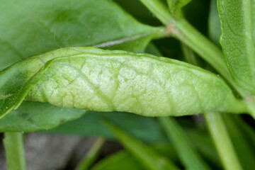 Dasineura fraxini gall fly maggot, larvae in ash, Fraxinus leaf.