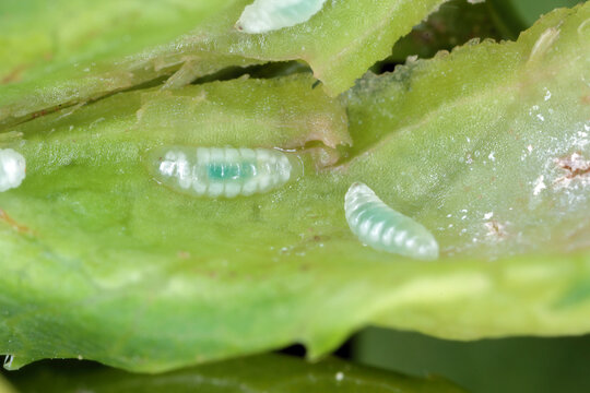 Dasineura fraxini gall fly maggot, larvae in ash, Fraxinus leaf.